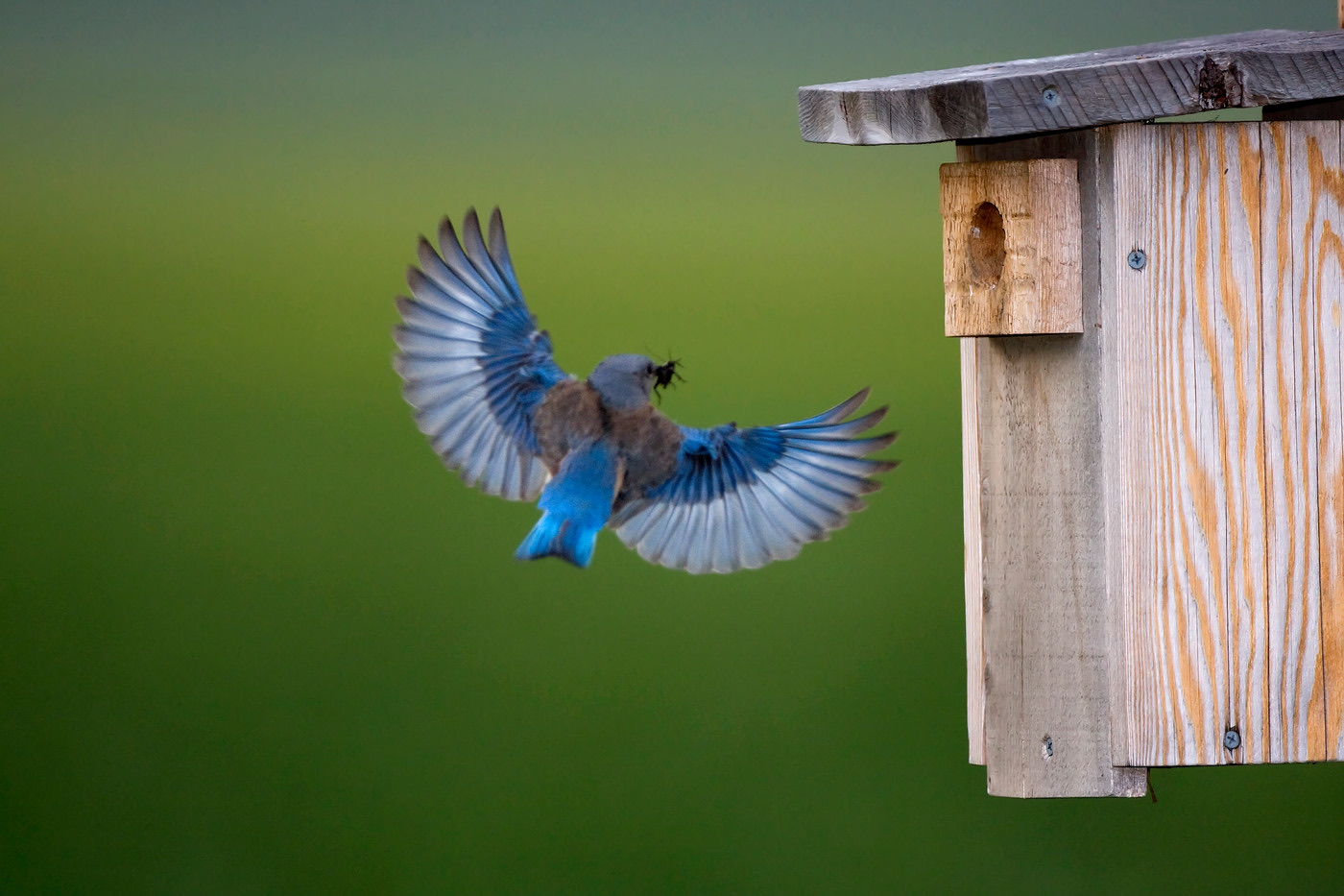 An eastern bluebird returning to its nest box