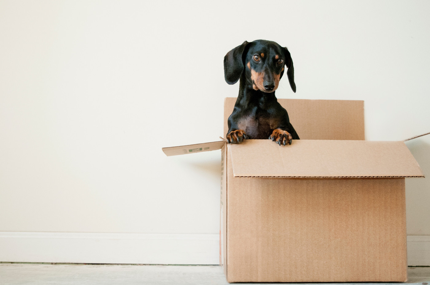 moving-box-dog